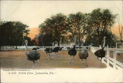 Ostrich Farm Postcard