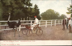 At the Ostrich Farm Jacksonville, FL Postcard Postcard