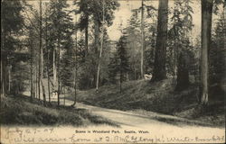 Scene in Woodland Park Postcard