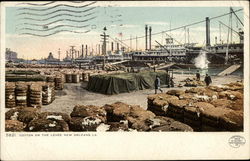 Cotton on the Levee Postcard