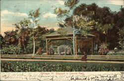 Elephant in Lincoln Park Postcard