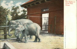 Baby Elephant at Lincoln Park Postcard