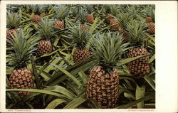 Florida Pines Postcard Postcard