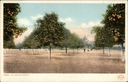 An Orange Grove Postcard