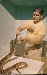 Ross Allen 'Milking' a Diamond Back Rattlesnake for Venom Silver Springs, FL Postcard Postcard