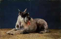 Schnauzer Dogs Postcard Postcard