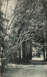 Redwood Grove Postcard