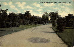 Drive in Brackenridge Park Postcard