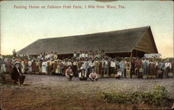 Packing House on Falkners Fruit Farm Postcard