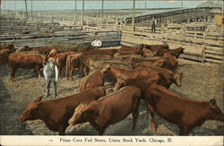 Prime Corn Fed Steers, Union Stock Yards Chicago, IL Postcard Postcard