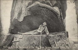 Felling a huge Redwood in the Big Tree Grove Santa Cruz, CA Postcard Postcard