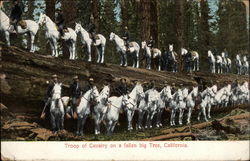 Troop of Cavalry on a fallen big tree Postcard