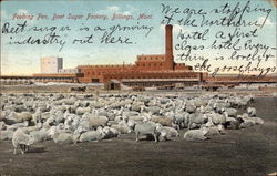 Feeding Pen, Beet Sugar Factory Postcard