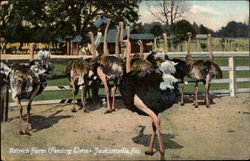 Ostrich Farm (Feeding Time) Postcard