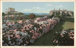 Nantucket Hydrangeas Massachusetts Postcard Postcard