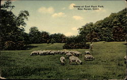 Sheep at East Rock Park Postcard