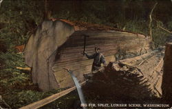 Big Fir, Split, Lumber Scene Postcard