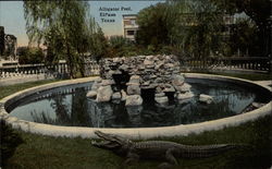 Alligator Pool Postcard