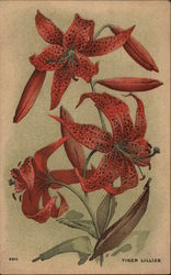 Red Tiger Lillies Flowers Postcard Postcard