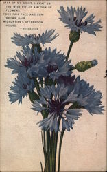 Blue Bachelor Buttons Flowers Postcard Postcard