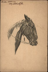 Head of a Horse Postcard