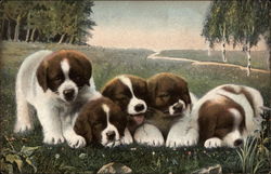 Five Brown and White Puppies in a Field Dogs Postcard Postcard