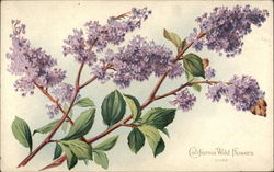 Lilac California Wild Flowers Postcard