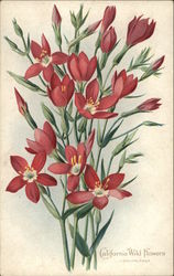 California Wild Flowers - Canchalagua Postcard