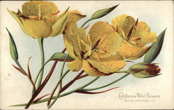 California Wild Flowers - Yellow Mariposa Lily Postcard Postcard