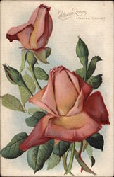 California Roses, Maman Cochet Postcard