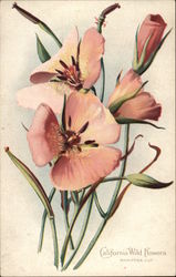 California Wild Flowers - Mariposa Lily Postcard