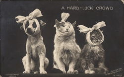 A Hard-Luck Crowd Postcard