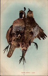 Two Valley Quails Postcard