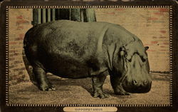 Hippopotamus Postcard