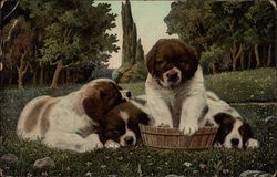 Four Puppies in basket Postcard