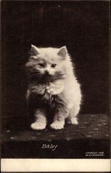 Baby - Portrait of White Kitten Postcard