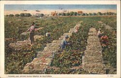 Picking and Drying Grapes in California Fruit Postcard Postcard