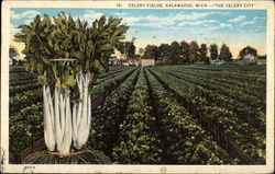 Celery Fields in "The Celery City" Postcard