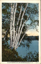 Silver Birches on Lake Winnepesaukee Lake Winnipesaukee, NH Postcard Postcard