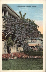 Bougainvillea Postcard