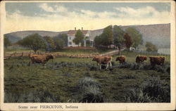 Cattle Grazing in Field Postcard