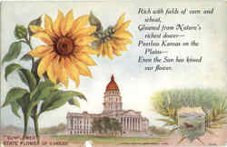 Sun Flower State Flower of Kansas Postcard