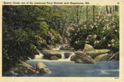 Beaver Creek, one of the numerous Trout Streams Postcard