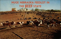 Huge Nebraska Feedlot in Beef State Postcard