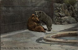 Teddy B. and Teddy G, Bronx Park Postcard