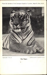 The Tiger, From the Gardens of the Zoological Society of London Regents Park, England Tigers Postcard Postcard