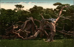 Ram's Horn Treet Postcard