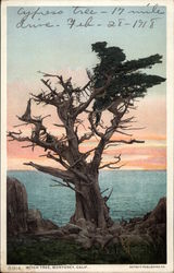 Witch Tree Monterey, CA Postcard Postcard