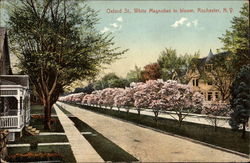 Oxford St., White Magnolias in Bloom Rochester, NY Postcard Postcard