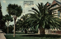 Tropical Foliage - Figuerao Street Los Angeles, CA Postcard Postcard